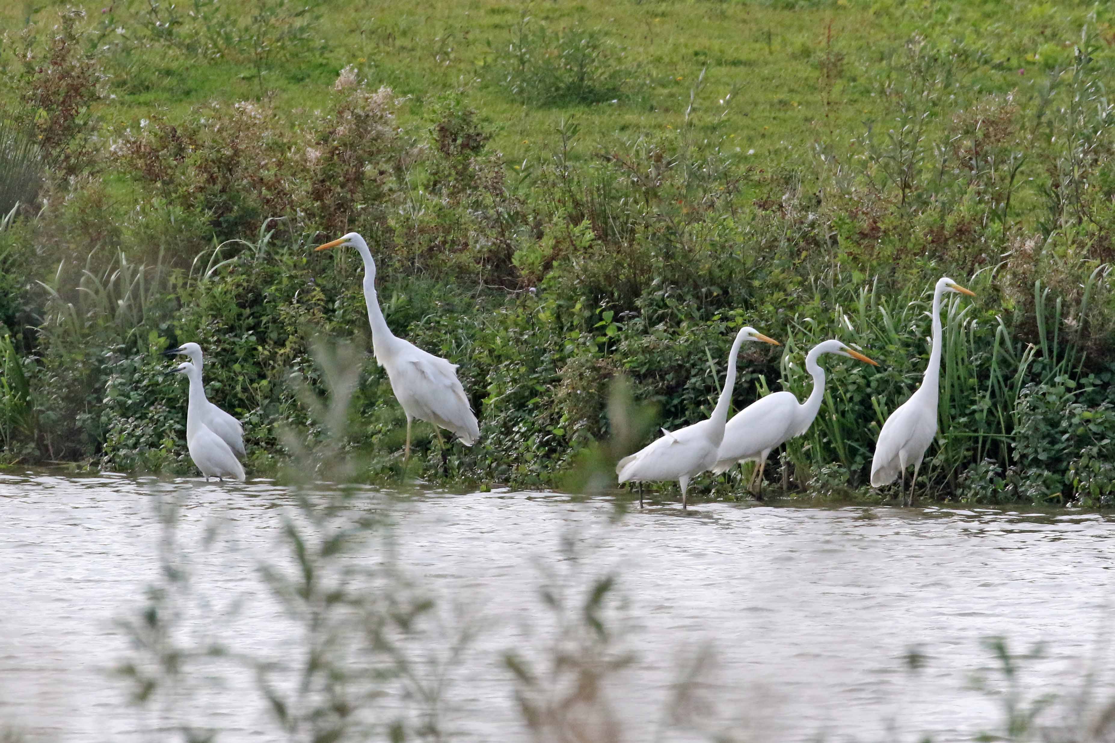 Vraagje over zilverreigers